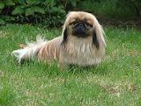 PEKINOIS 282